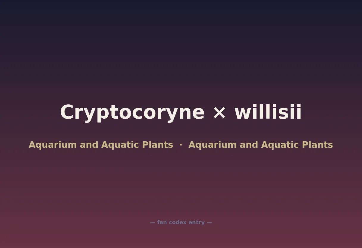 Cryptocoryne × willisii