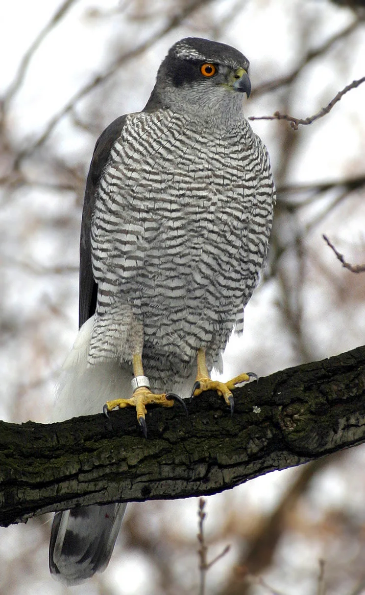 Hawk Chant