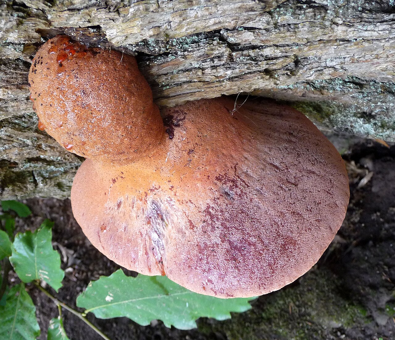 Beefsteak