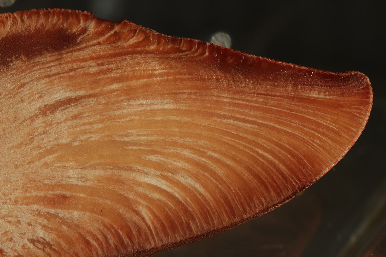 Beefsteak