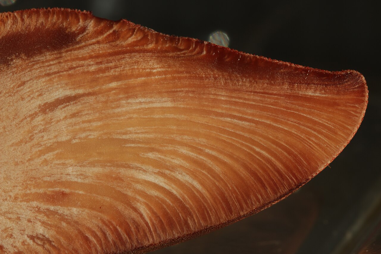 Beefsteak