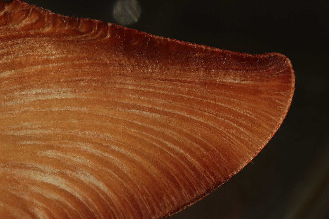 Beefsteak
