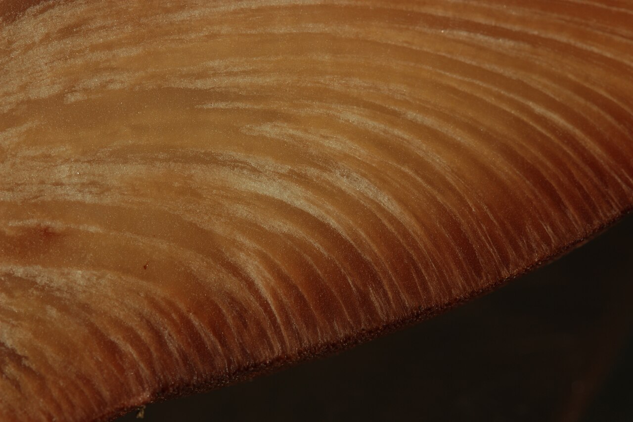 Beefsteak