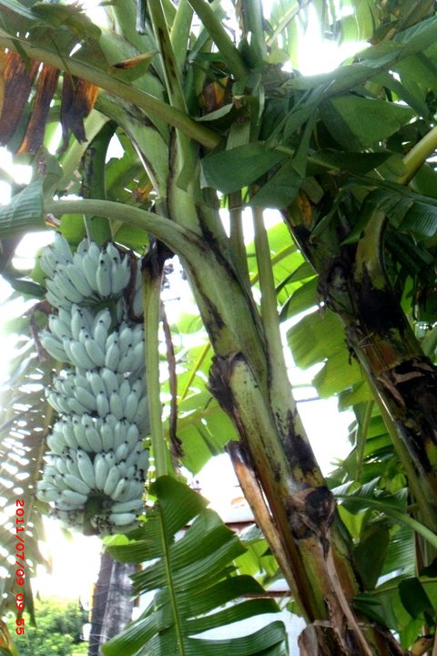 Blue Java banana