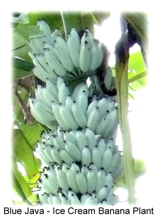 Blue Java banana