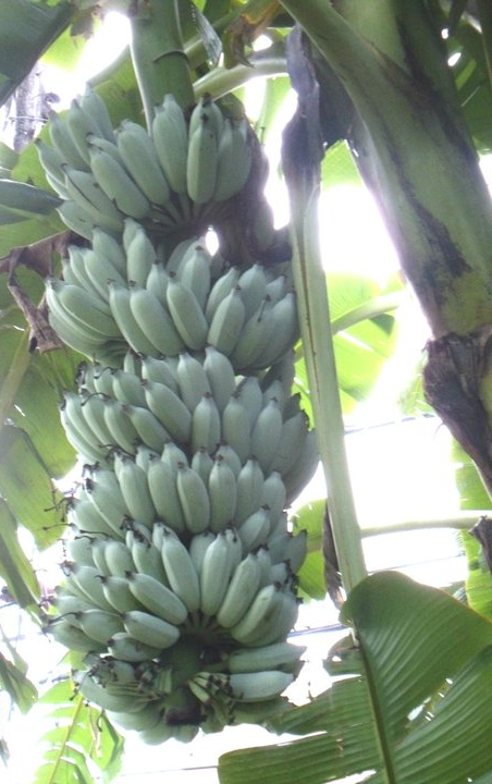 Blue Java banana