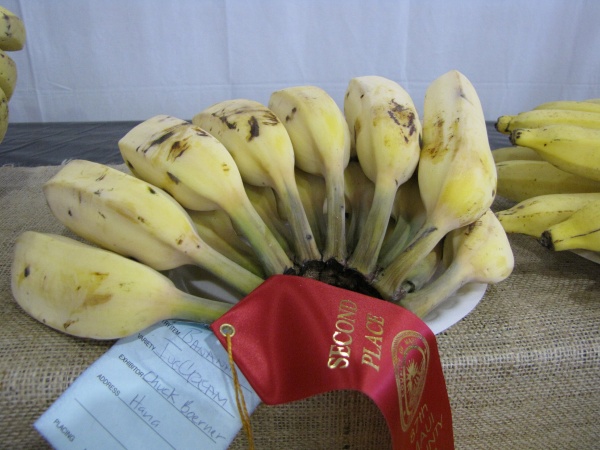 Blue Java banana