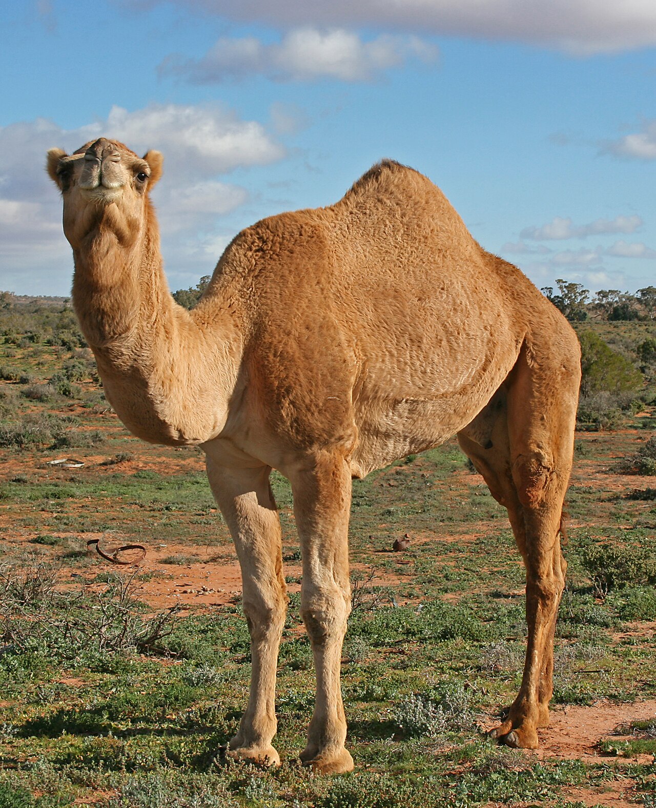 Camel meat