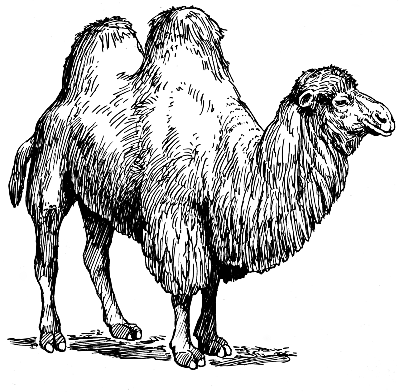 Camel meat