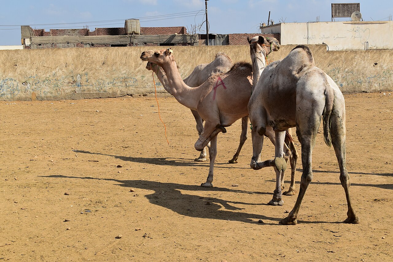 Camel meat