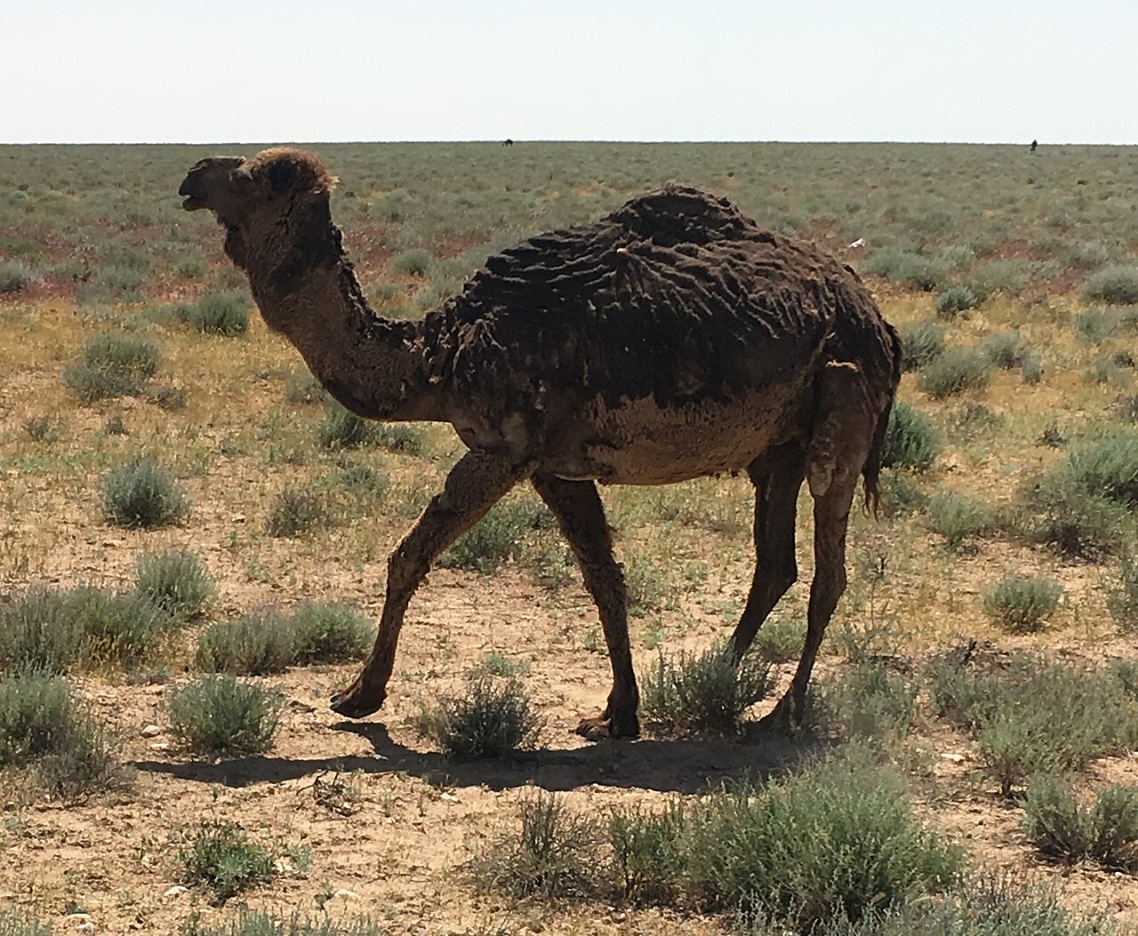 Camel meat