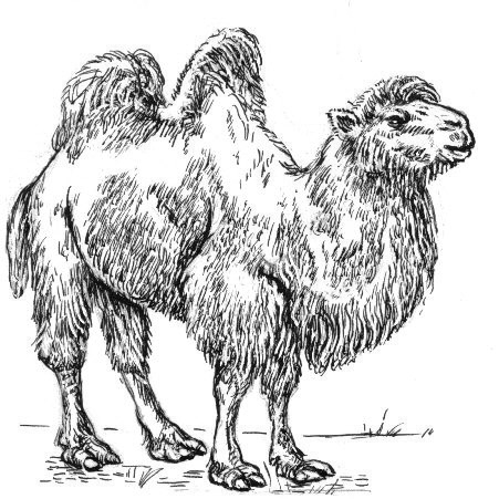 Camel meat