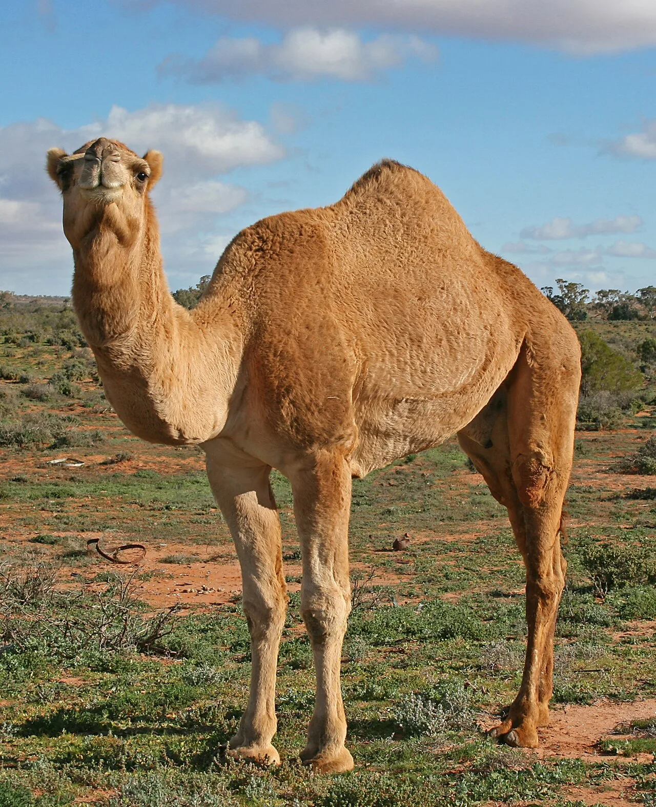 Camel meat