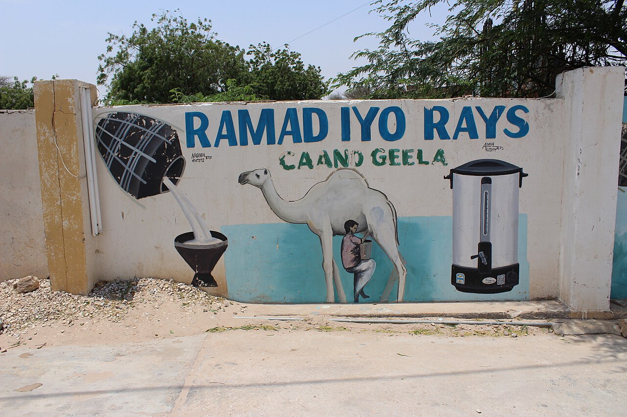 Camel milk