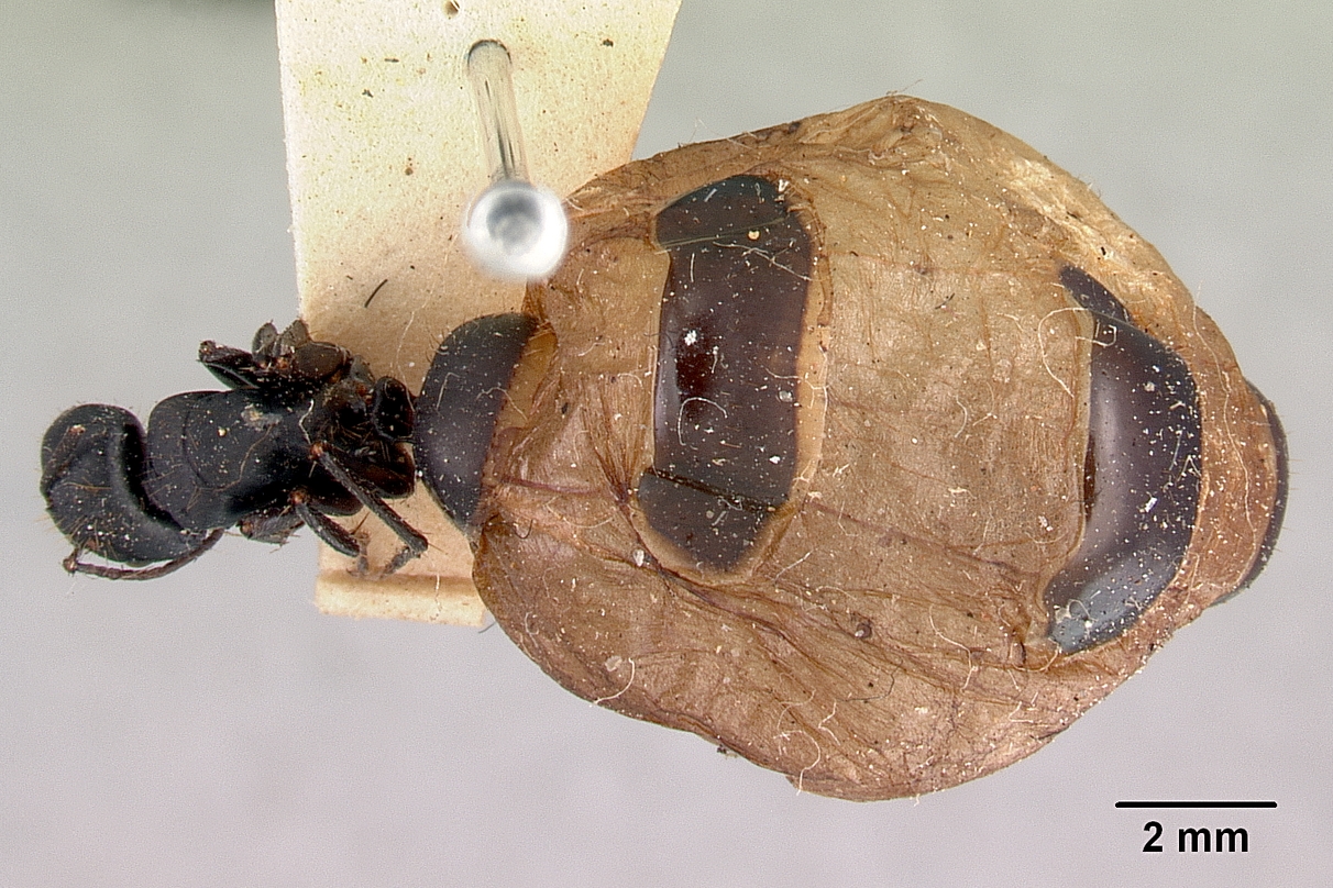 Camponotus inflatus