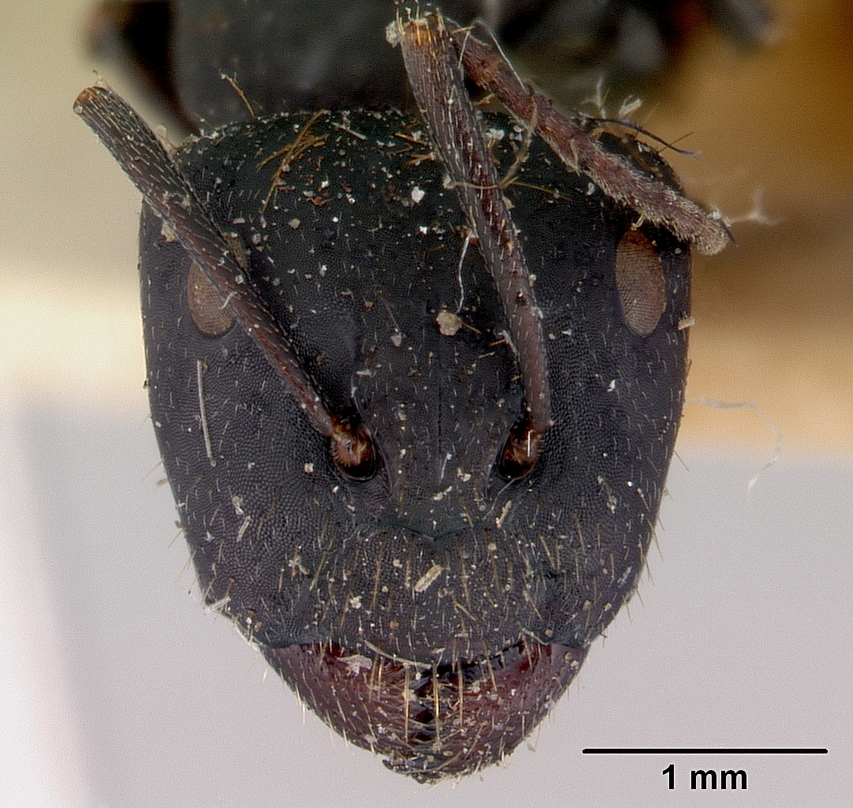 Camponotus inflatus