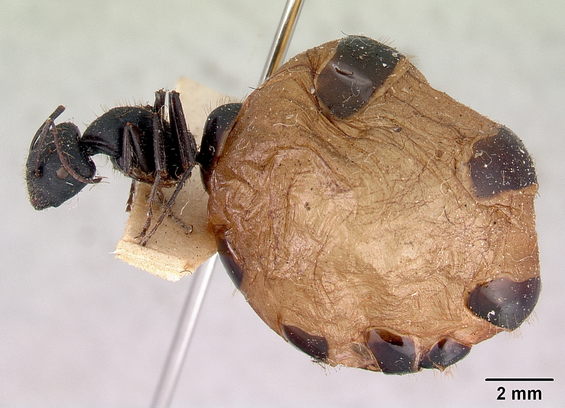 Camponotus inflatus