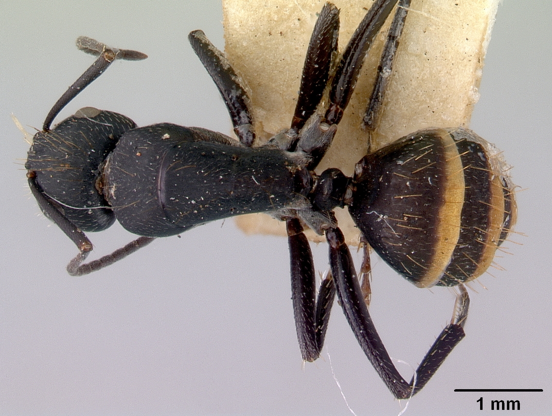 Camponotus inflatus