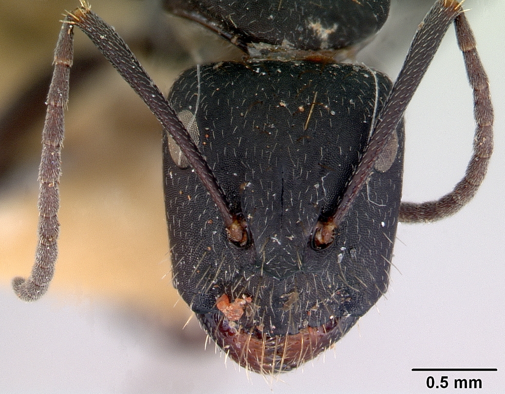 Camponotus inflatus