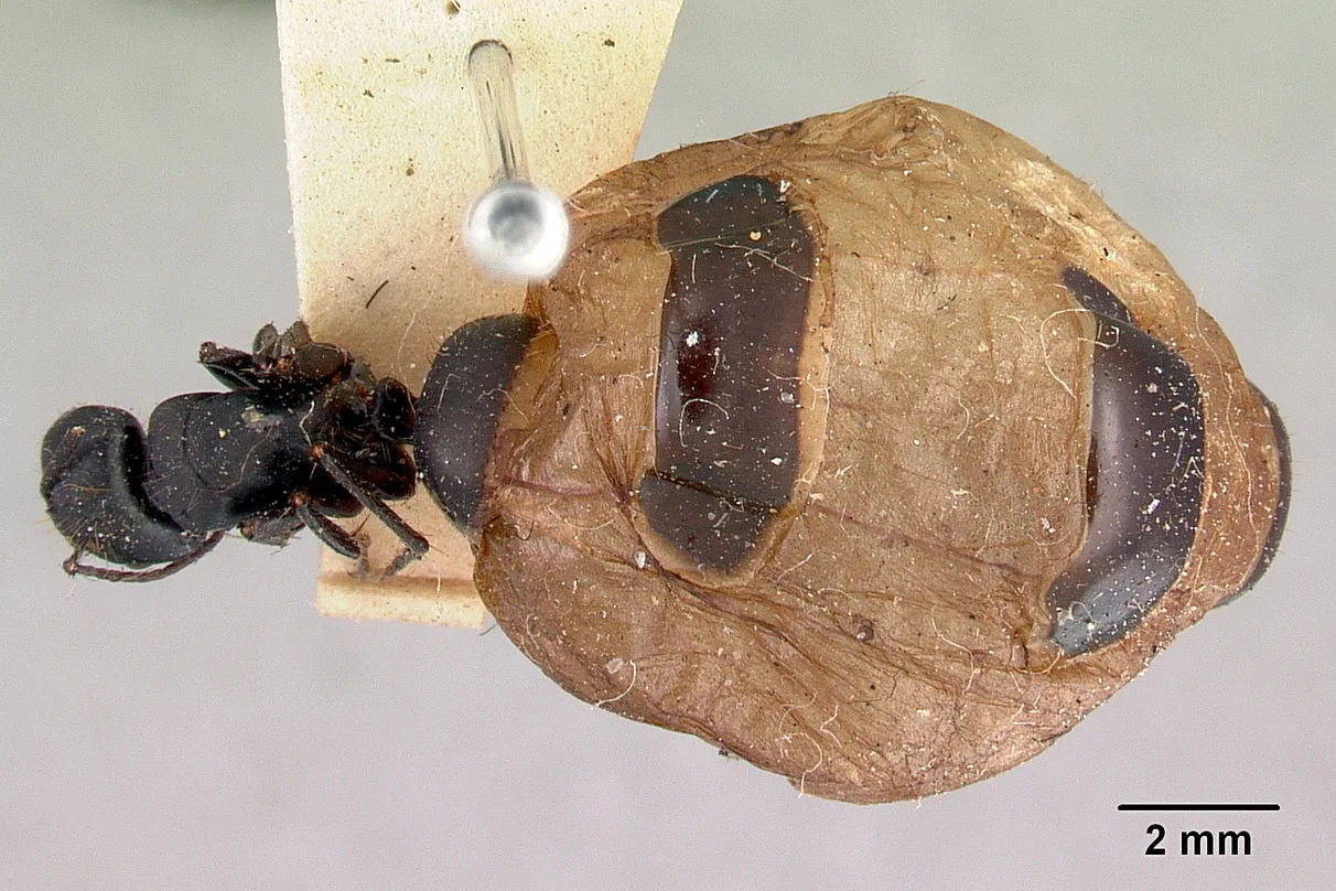 Camponotus inflatus