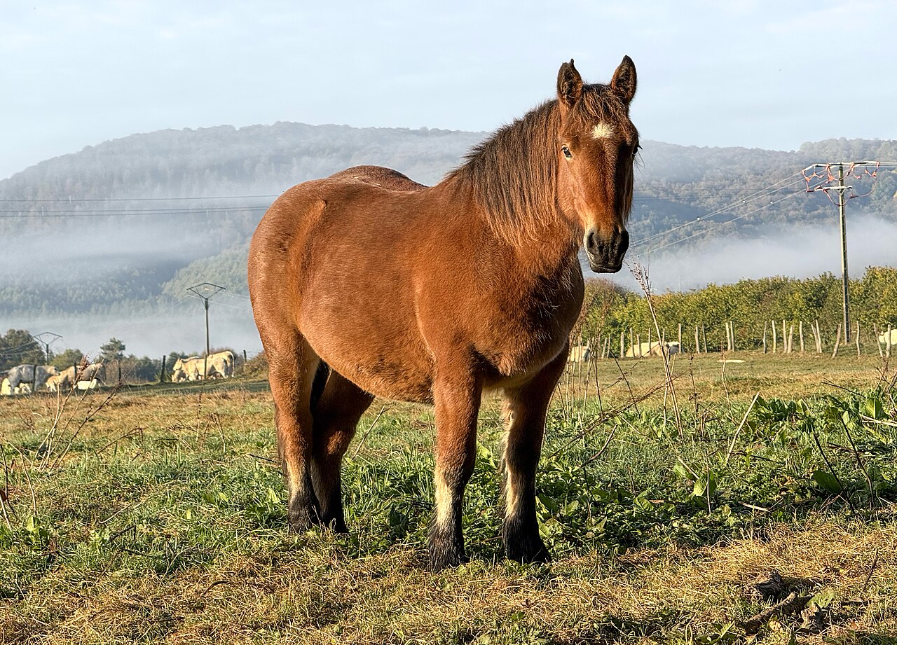Basque Mountain Horse