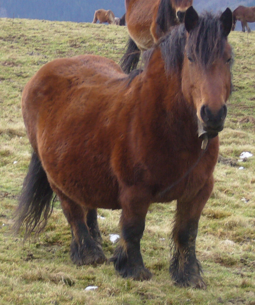 Basque Mountain Horse