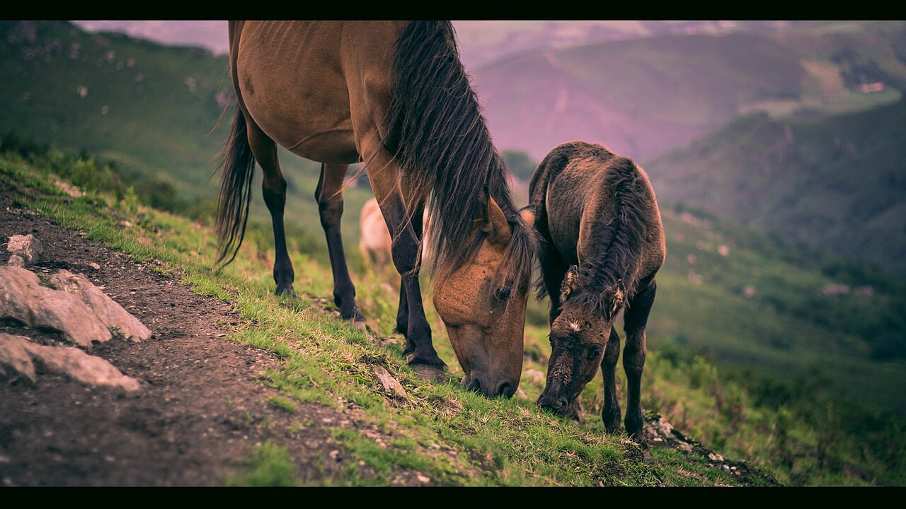 Basque Mountain Horse