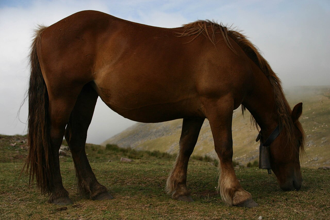 Basque Mountain Horse