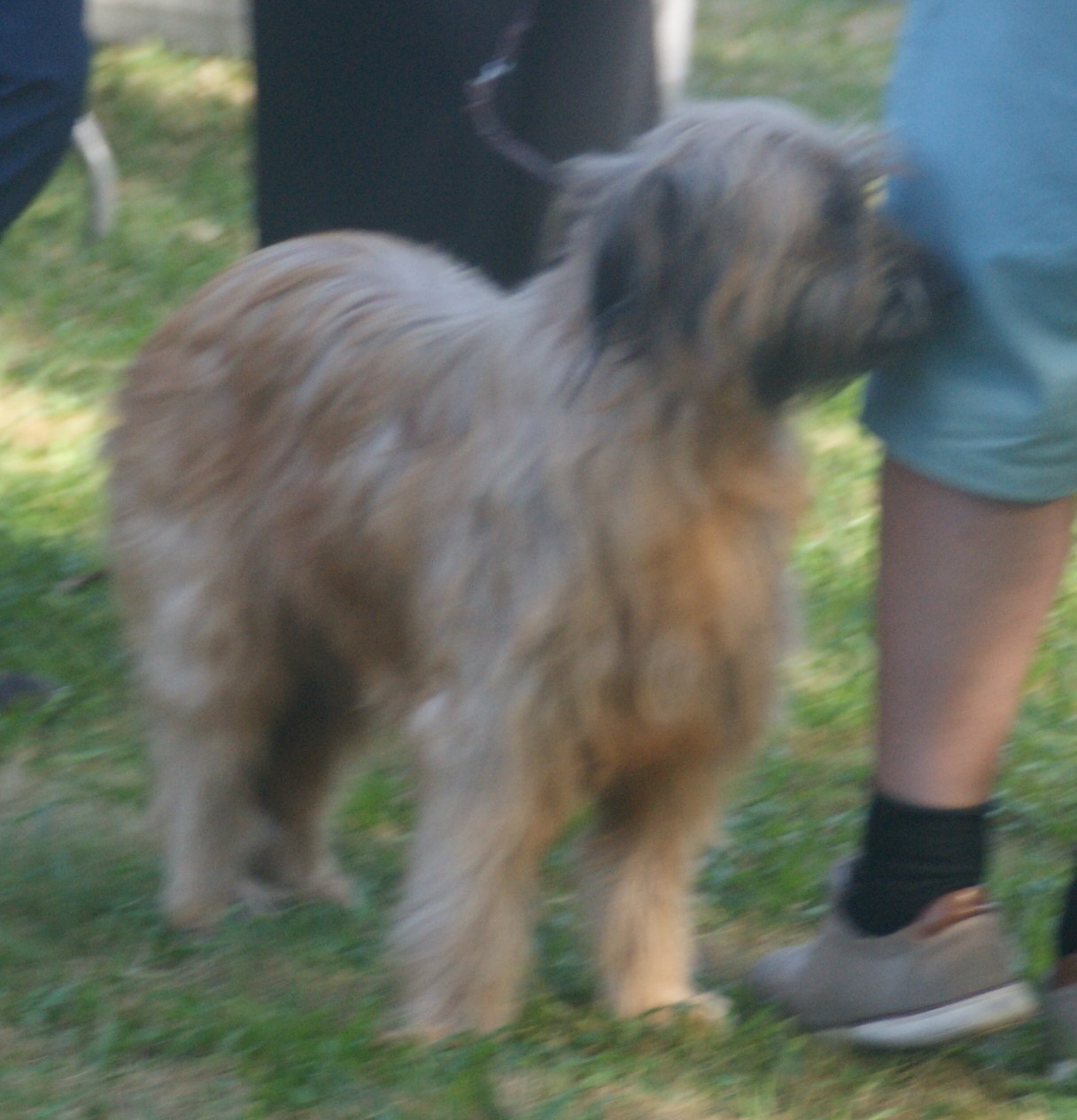 Basque Shepherd Dog