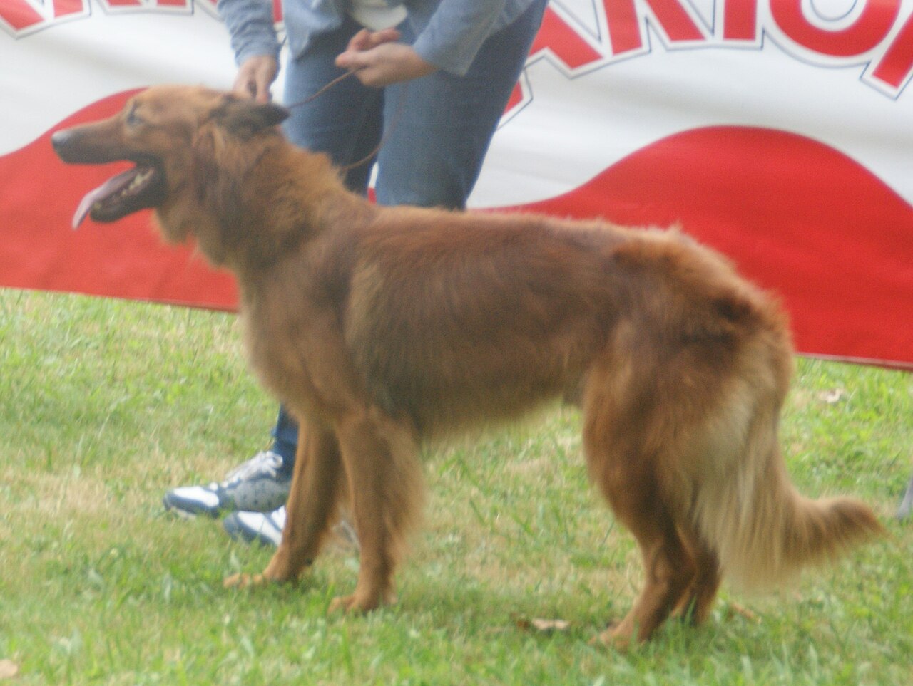 Basque Shepherd Dog