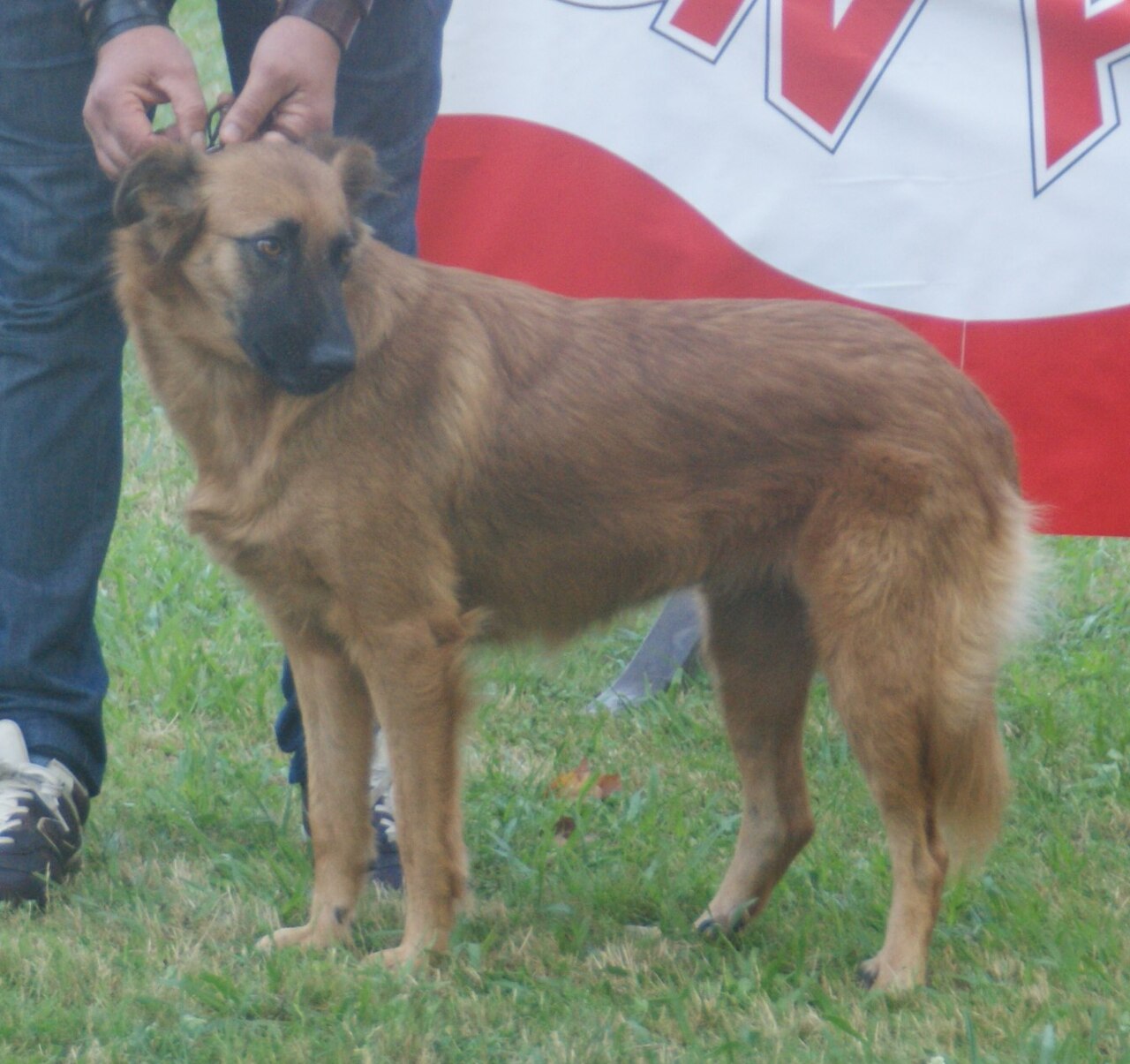 Basque Shepherd Dog