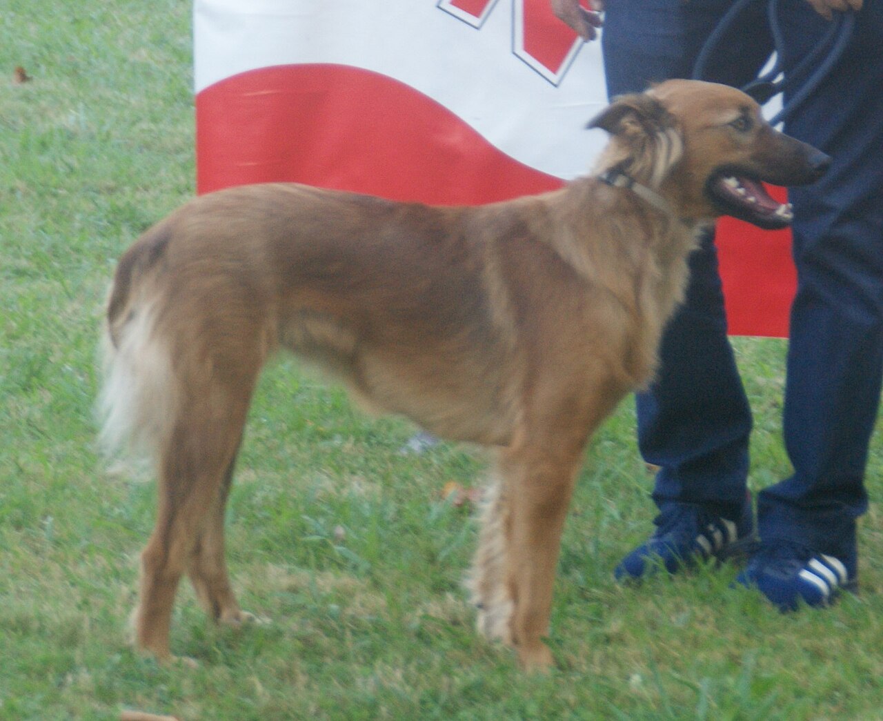 Basque Shepherd Dog