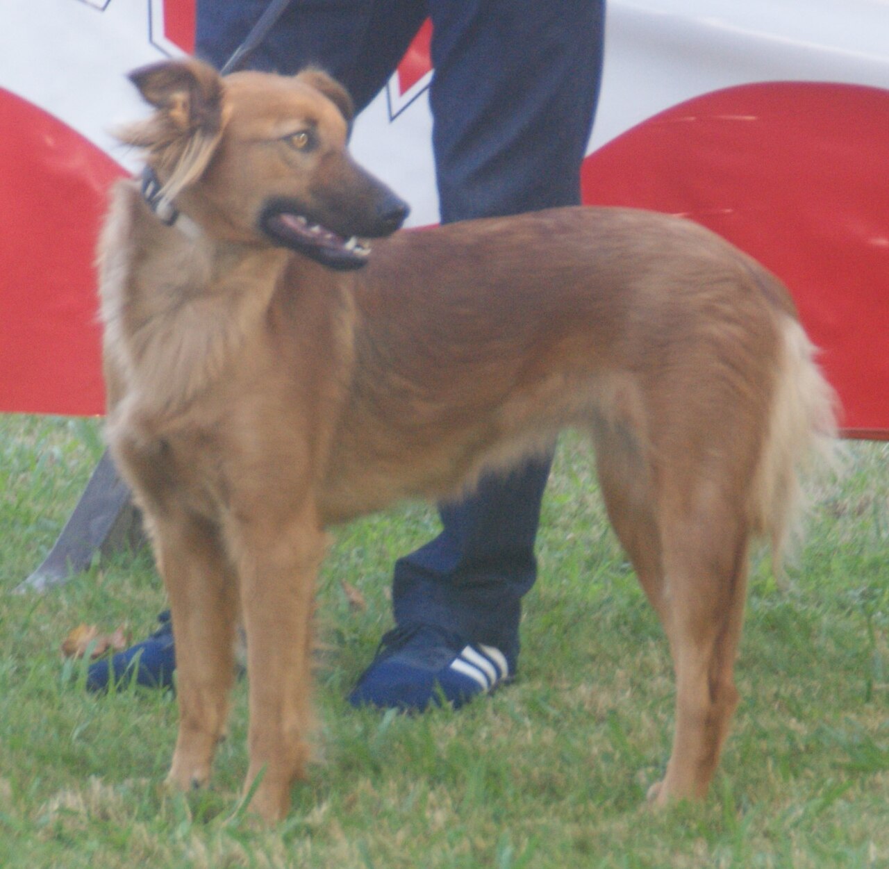 Basque Shepherd Dog