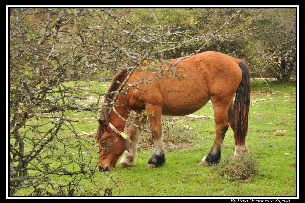 Burguete horse