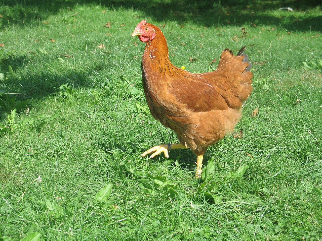 Euskal Oiloa