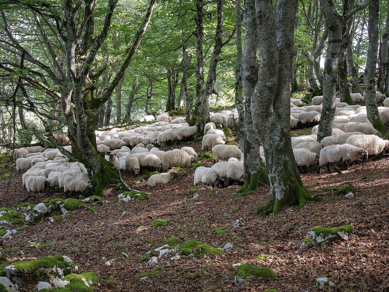 Latxa