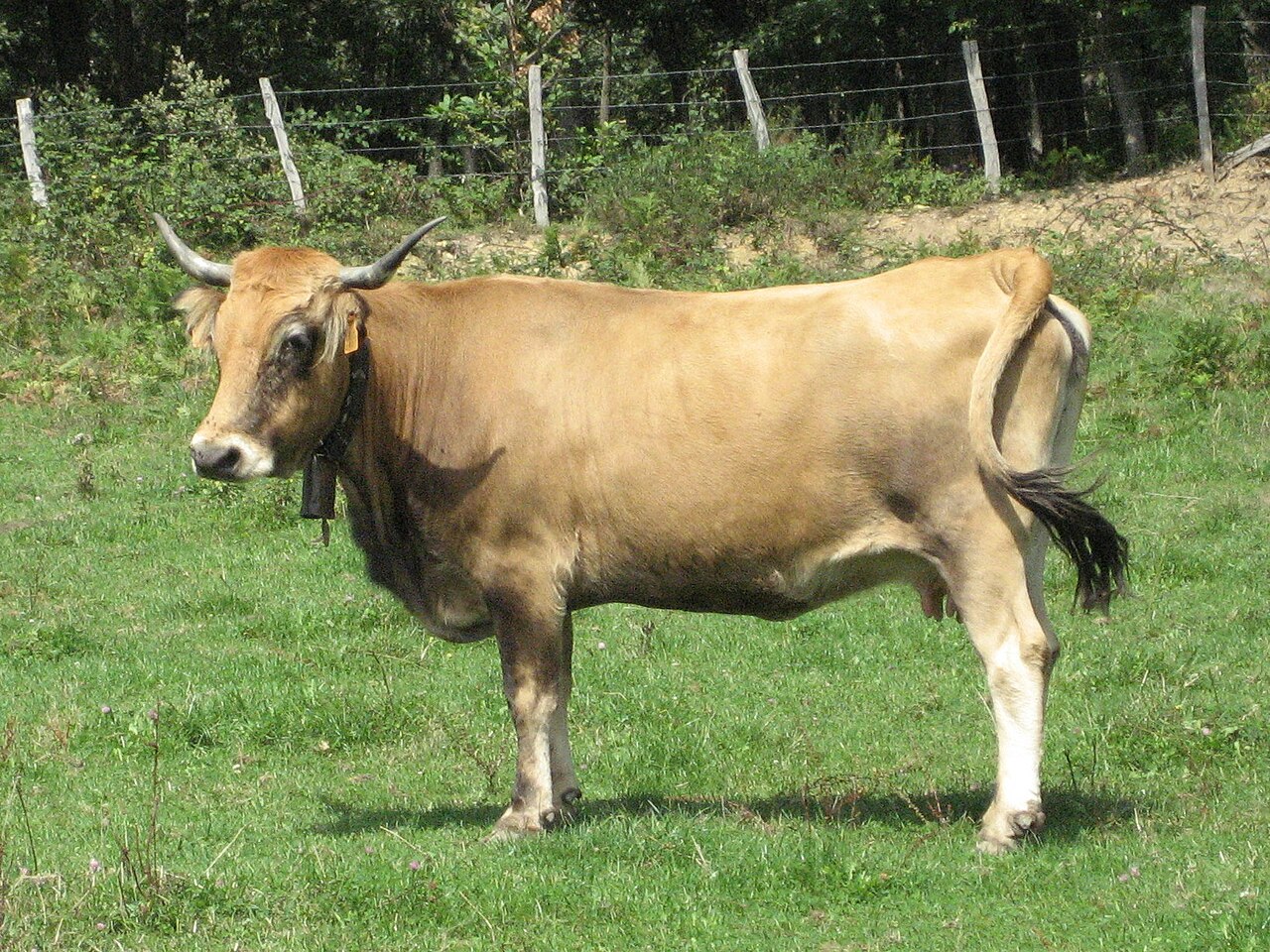 Monchina