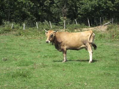 Monchina