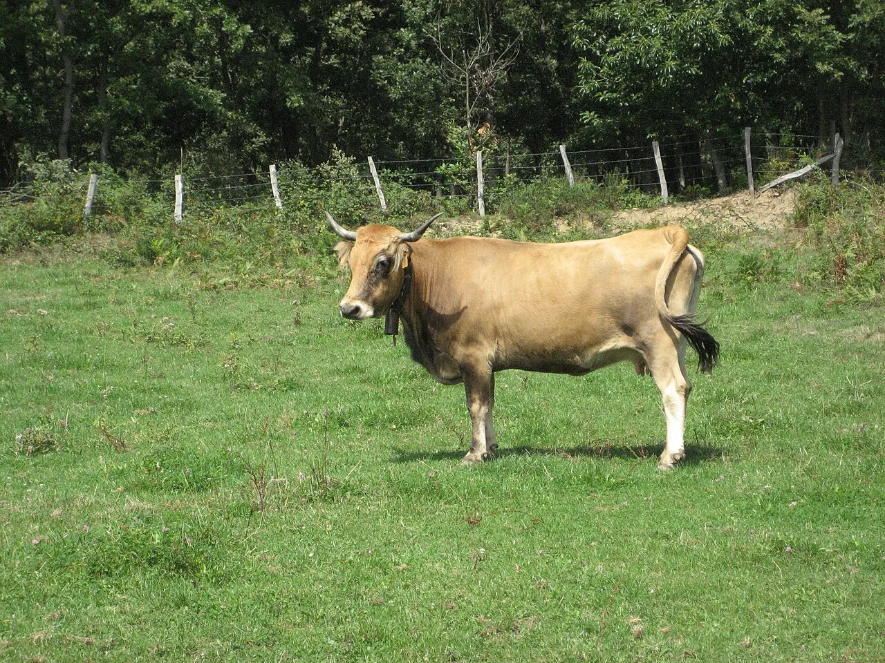 Monchina