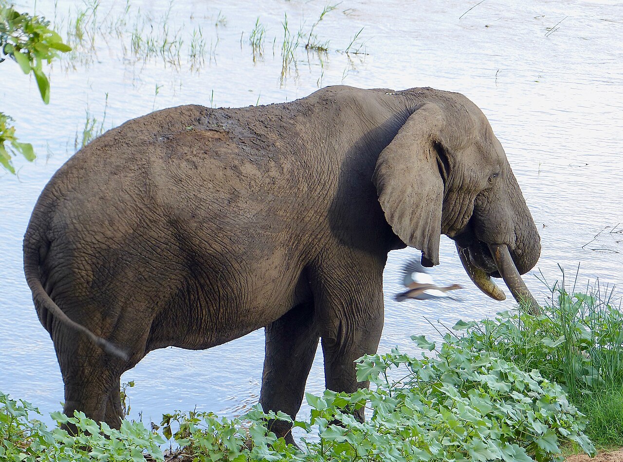 Tusker (African beer)