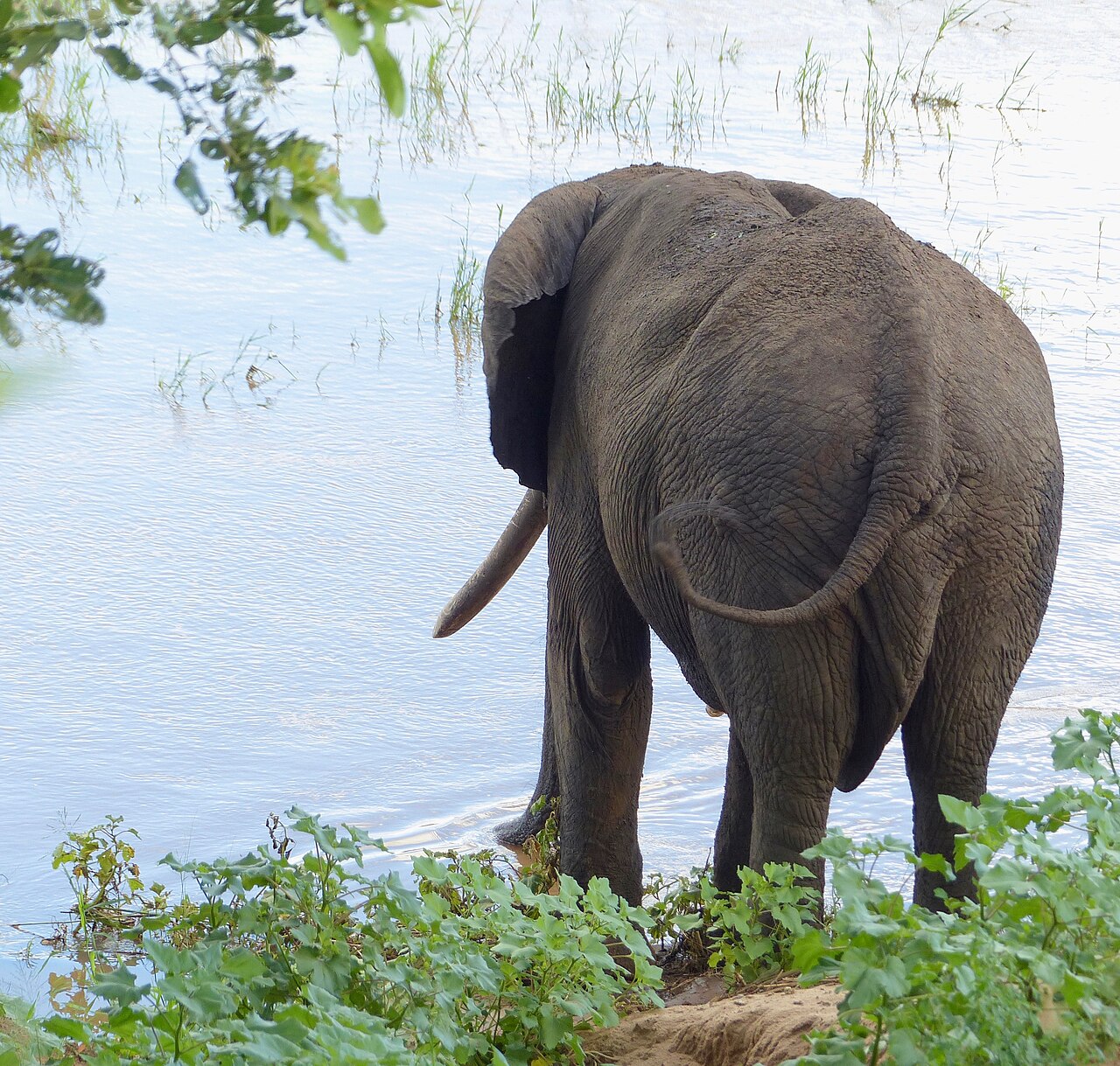 Tusker (African beer)