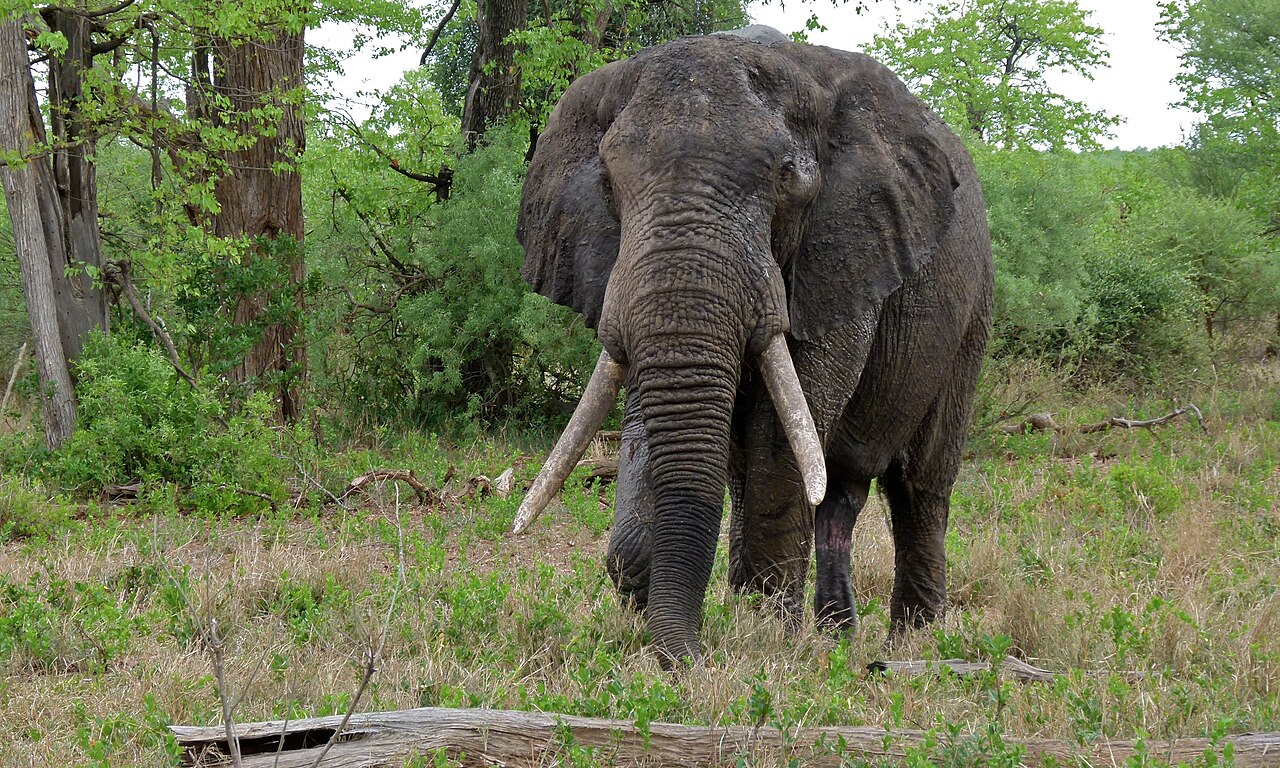 Tusker (African beer)