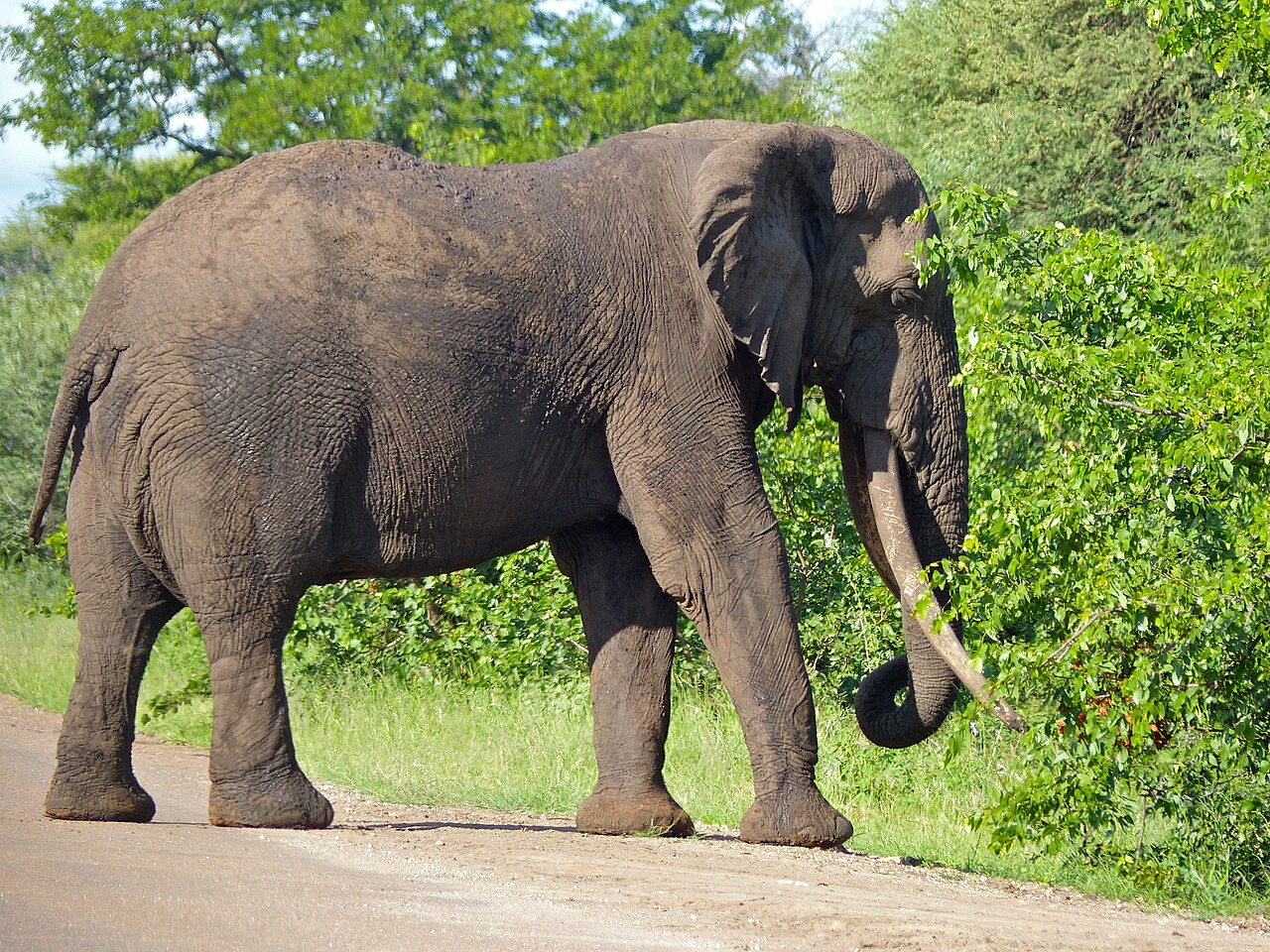 Tusker (African beer)