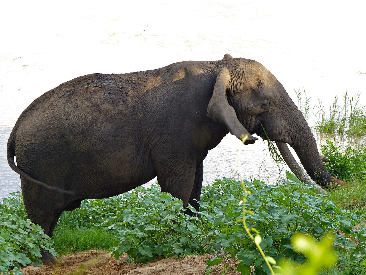 Tusker (African beer)