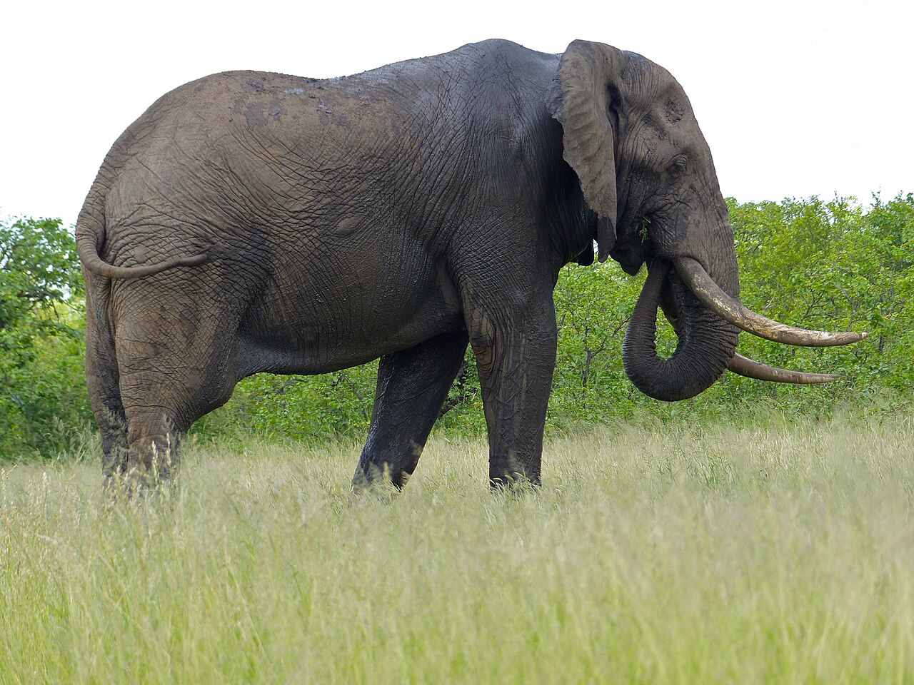 Tusker (African beer)