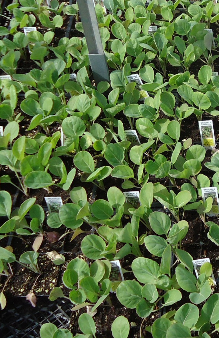 Brussels sprout
