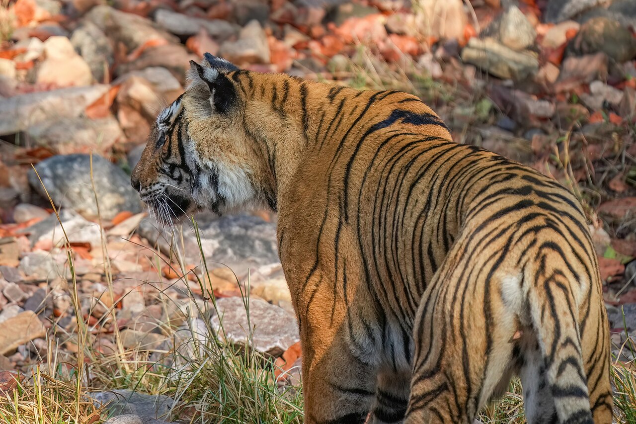 080 Bengal tiger in Ranthambore National Park Photo by Giles Laurent