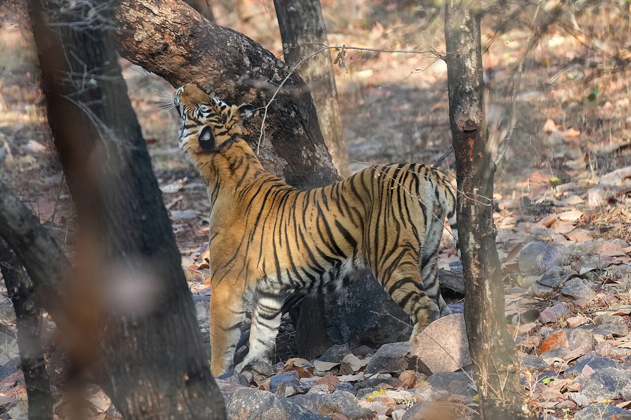 081 Bengal tiger marking its territory in Ranthambore National Park Photo by Giles Laurent