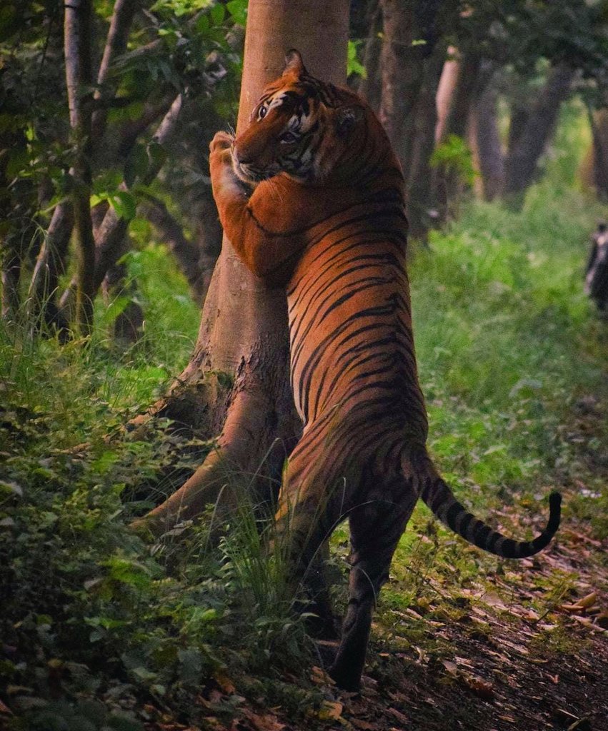 A Bengal tiger (Panthera tigris tigris) scratching tree with its claws at Pilibhit tiger reserve