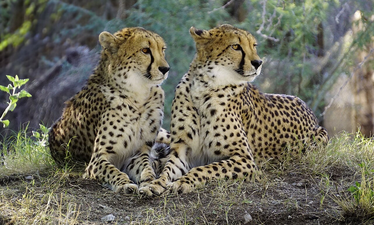 African Cheetah